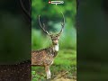 funny interesting video. animal funny video.