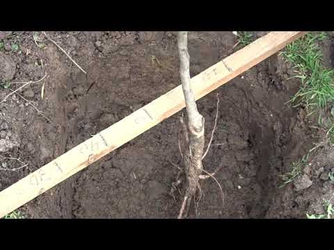 Video: Plantarea copacilor mari: cum să transplantați copacii maturi?