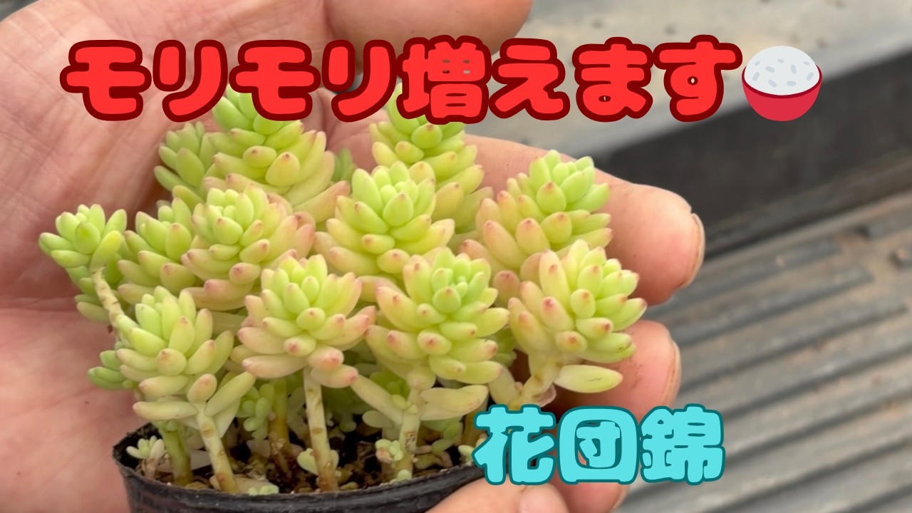 多肉植物）花団錦とても丈夫です。✌️ - YouTube