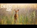 Deer 4k  wildlife  panasonic lumix g85