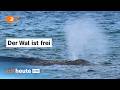 Wal am Timmendorfer Strand hat sich befreit: So geht es weiter | ZDFheute Live