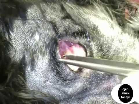 Video: Synechiae Hos Hunde - Hund øje Problem - Iris Vedhæftning