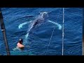 Fisherman Saves Young Whale Caught in Lobster Trap’s Rope