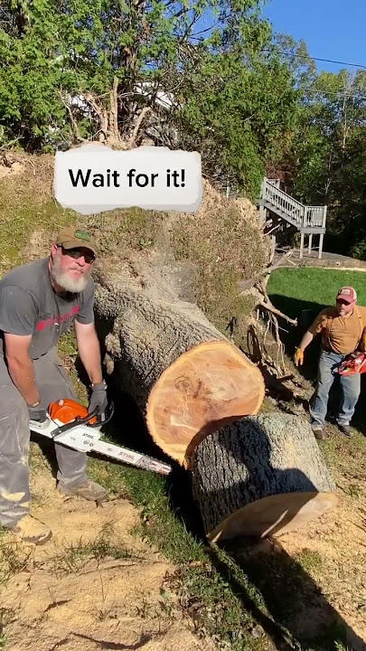 Wait for it!  Huge Tree root base settles back into its place!