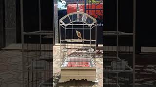 Download Lagu cendet sapudi pascah mabung, jemur perdana MP3