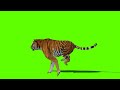 Tiger Green Screen Video | Green Screen Tiger Running | No Copyright Video |