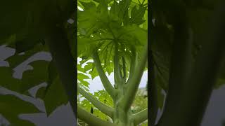 Papaya Tree Carica papaya