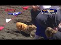 canterbury park corgi race 7 29 17