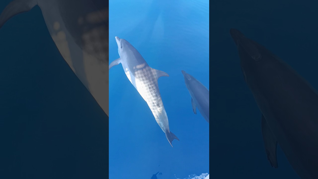 Dolphins swimming in Fuerteventura 🏝️🌊🐬