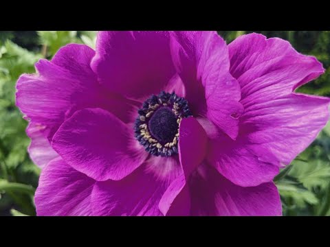 Vídeo: Cuidados com papoilas duplas - Informações sobre plantas de papoilas duplas no jardim