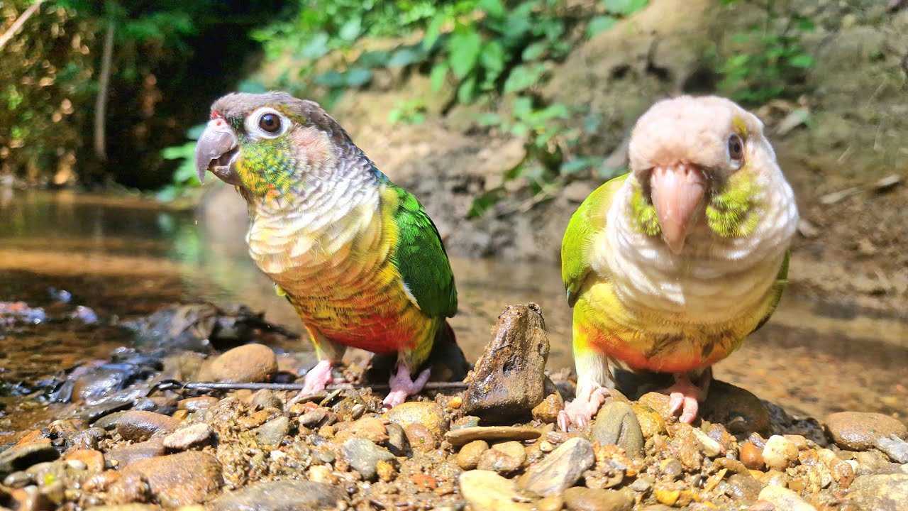 Nature sounds : The sounds of birds and nature help you relax : green ...