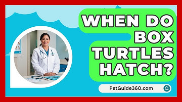 When Do Box Turtles Hatch? - PetGuide360.com