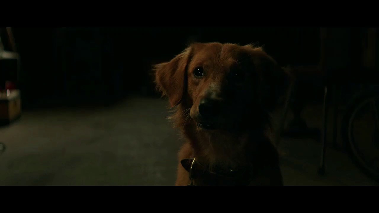 HappierMarshmello(From the movie A dog's purpose) YouTube