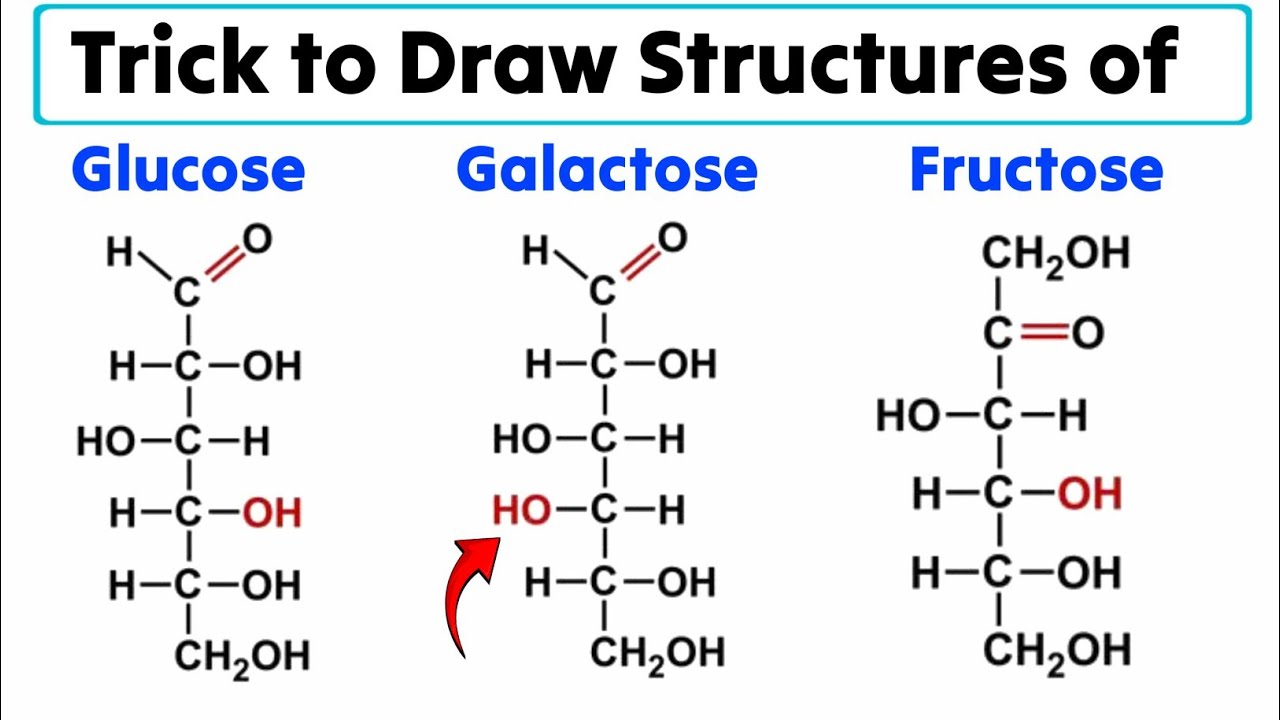 Draw the structures of fructose for Haworth projection formulae.