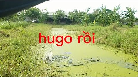 Câu cá lóc Gò Công bão cá ở ao bèo lên cá liên tục | Thái Nguyễn fishing