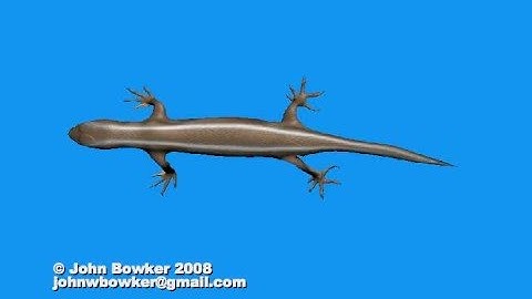 Lizard 3d model