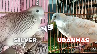 PERKUTUT SILVER VS PERTKUTUT UDANMAS