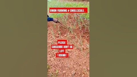 How to weed onions using a traditional tool #shorts #agriculture #onion #trending , #viral #africa