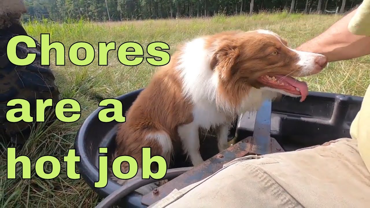 Daily care of the livestock