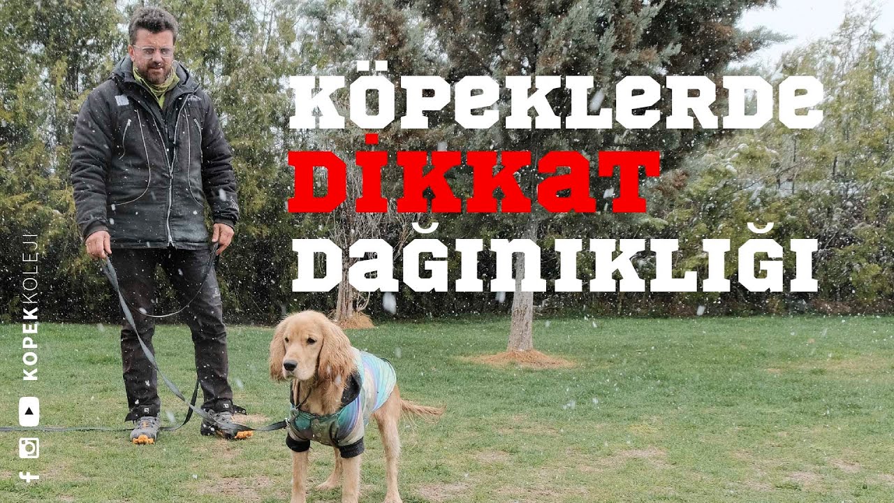 Dikkati Kolay Dağılan Köpekle Çalışmak
