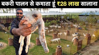 Goat Farming Business plan  बकरी पालन कैसे करें ? Sirohi Bakri training price India