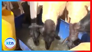 Ukame Waathiri Mifugo Na Jamii Wanaotegemea Ufugaji Kujikimu Kimaisha Garissa