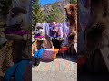 Алтай. Цветение маральника, фестиваль 2024 #маральник #горныйалтай #фестиваль #алтай2024