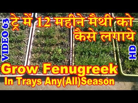 Vídeo: Fenugreek Herb Info: Como cultivar plantas de feno-grego no jardim