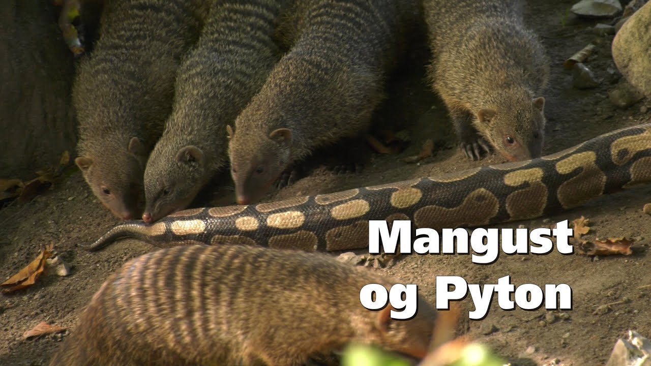 Zebramangust og Pyton - Flock of mongoose vs python - YouTube