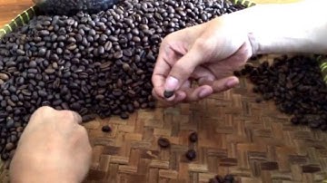 Cara Memilih Biji Kopi di Warung Tinggi Coffee