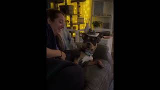 Dogs Are Pure Goofballs 🤣 #funnydogs #sillydogs #funnyvideo #funny #dogsoftiktok