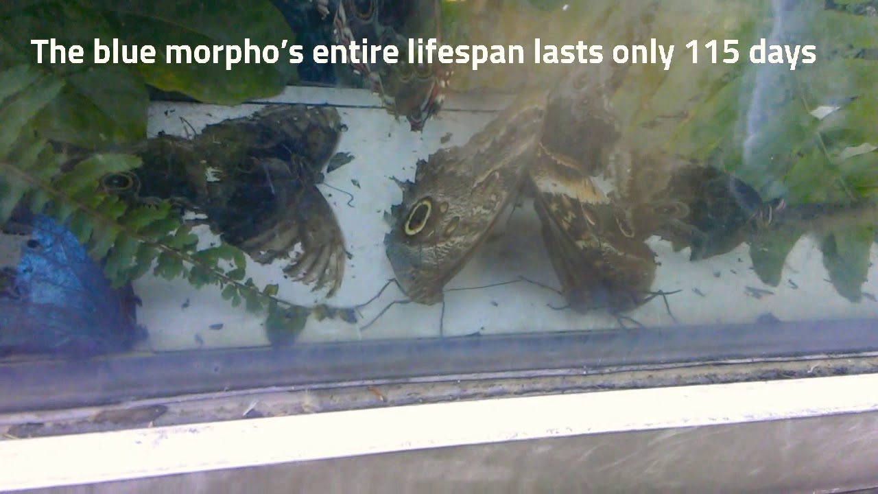 Lifecycle: The Beautiful Morpho Butterfly