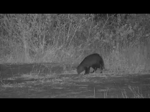camera iphone 8 plus apk Djuma: White-tailed Mongoose - 19:20 - 07/24/19