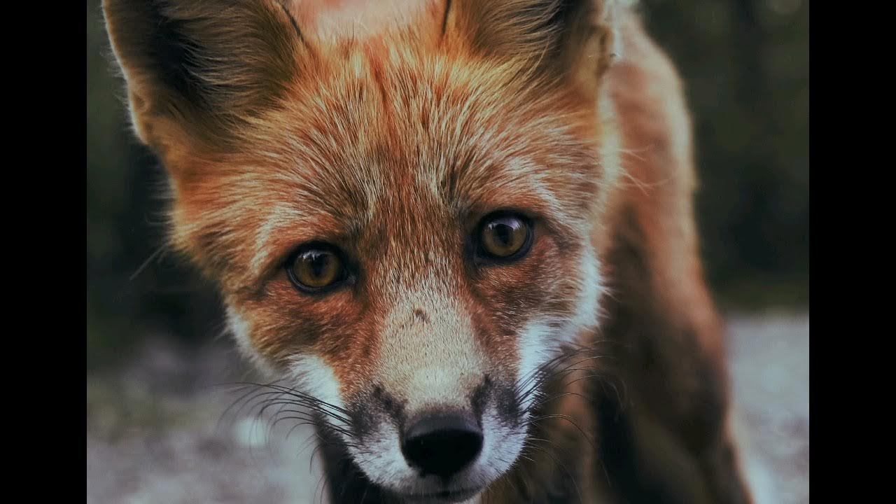What does a fox sound like? YouTube
