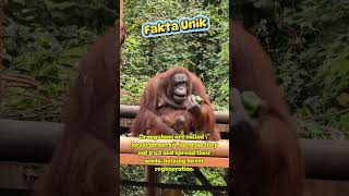 unique facts about orangutan #unique #primata #orangutan