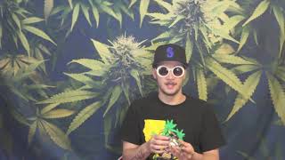 Strain Tasters Cannabis Reviews - Divine Kush Breath