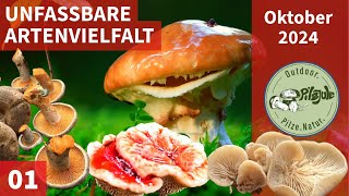 Jetzt Riesige Pilzvielfalt Statt Steinpilzflut Spannende Erstfunde Pilze Im Oktober 2024 Ep01