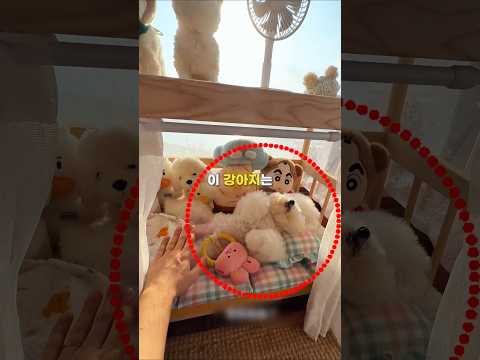 깨워줘야하는 강아지❣️ thumbnail