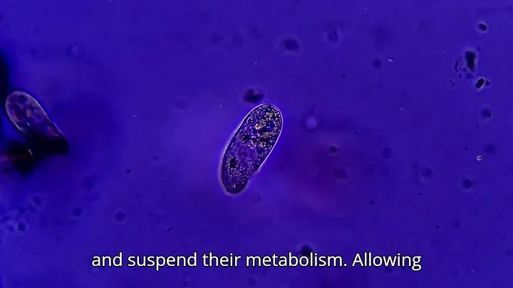 I found a new WATERBEAR (tardigrade)! #WaterBearWonders#SurvivalChampions#TardigradeTough#Marvels