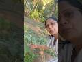 #farm #kokan #sabji#baigan