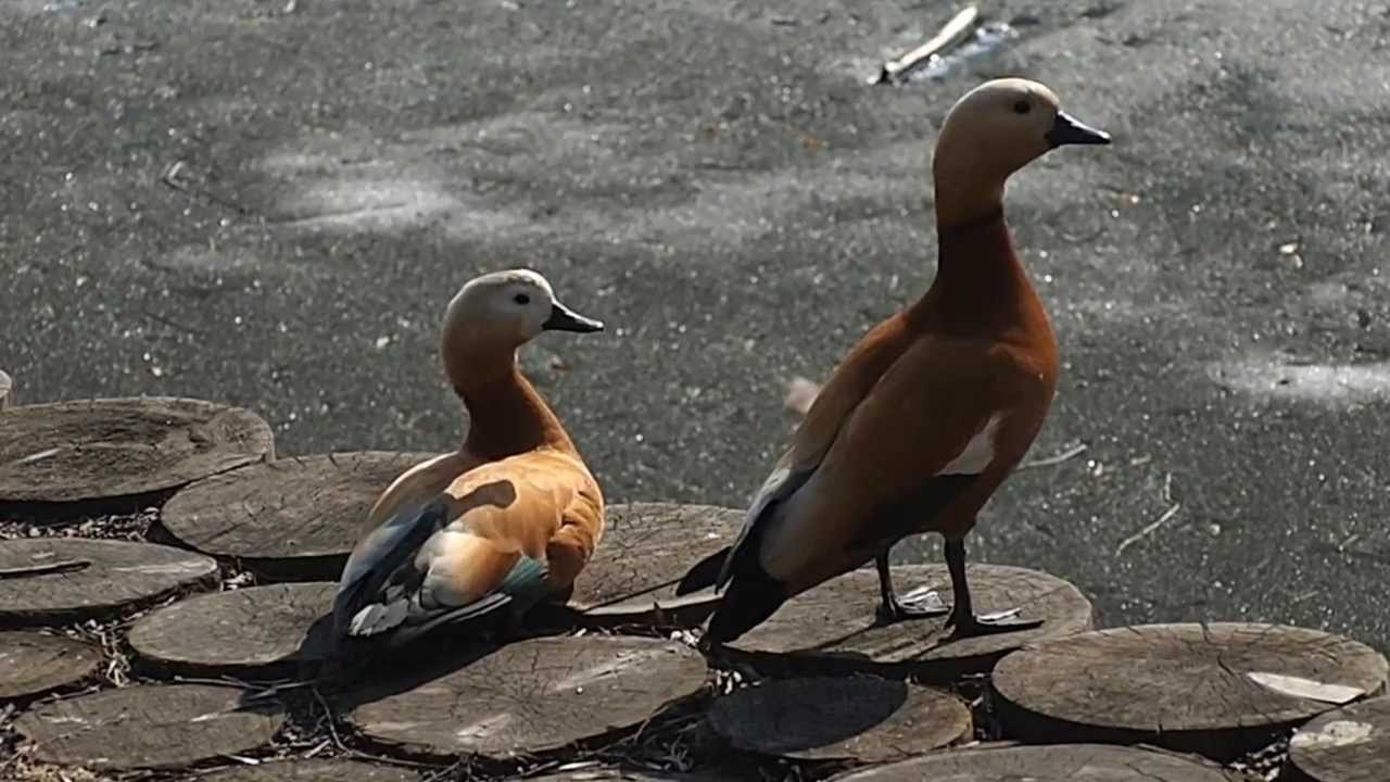 Ruddy shelducks