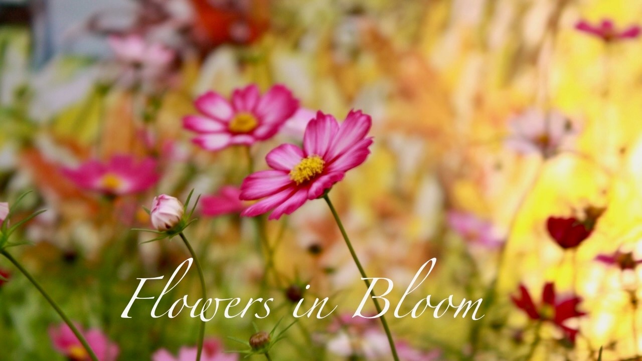 Flowers in Bloom | Music for Inner Peace