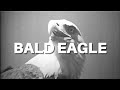 The American Bald Eagle - Documentary