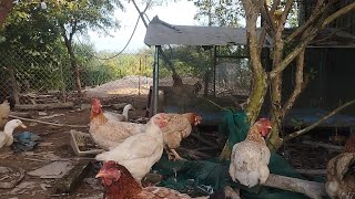 Chăn nuôi gà đẻ trứng kiếm thêm thu nhập
