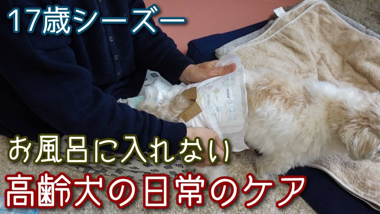 【お風呂に入れない高齢犬の日常のケア】17歳シーズー。体調・体力・ストレス等々を考慮して、お風呂に入るのをやめました。そんなリンの日常のケアです。毎日じゃないですｗ