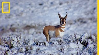 Antilopok vándorlása 200 kilométeren át | National Geographic