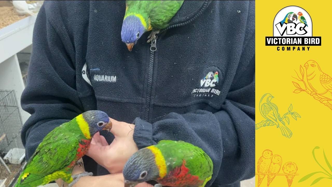 Pet Parrots Available Now Hoppers Crossing Store Victorian Bird Co YouTube