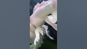 cách phần biệt cá chép phi tần trống mái #cachepphitan #guppy #cakoi #tosai #caucathugian