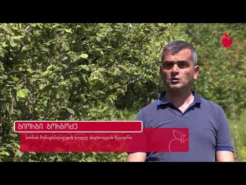 სამეგრელოში მცხოვრები ფერმერის გამოცდილება ფაროსანასთან ბრძოლაში