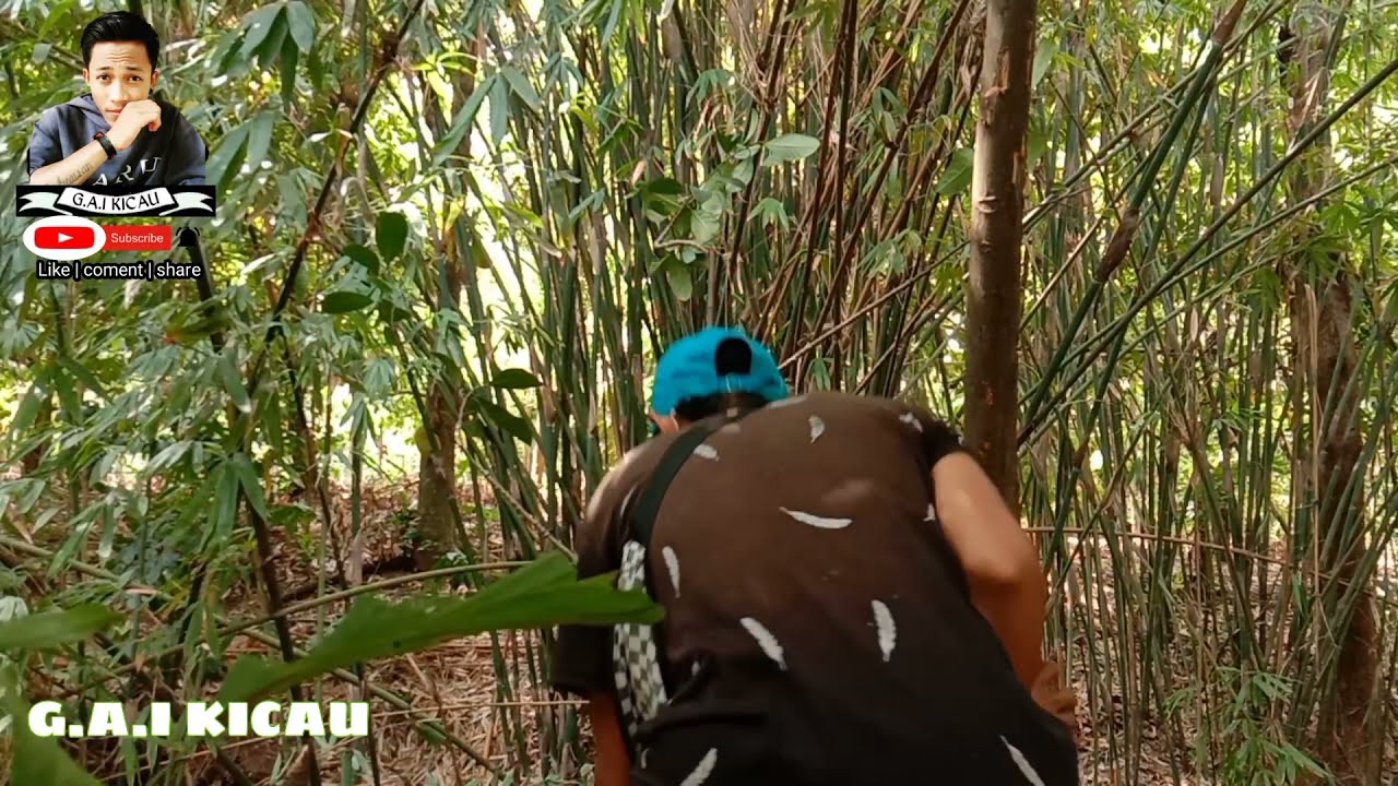 tanpa jeda 4 menit langzung nempel Mikat burung tledekan bambu || G.A.I KICAU